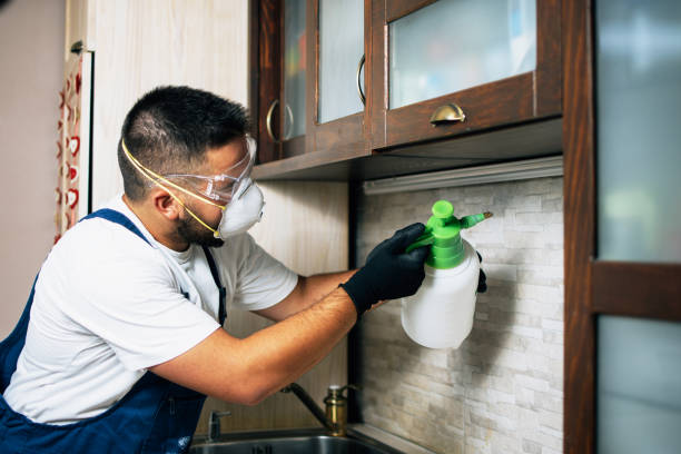 Wasp Removal Services in Nebraska City, NE