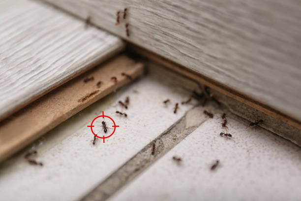 Best Wasp Removal Services  in Braska City, NE